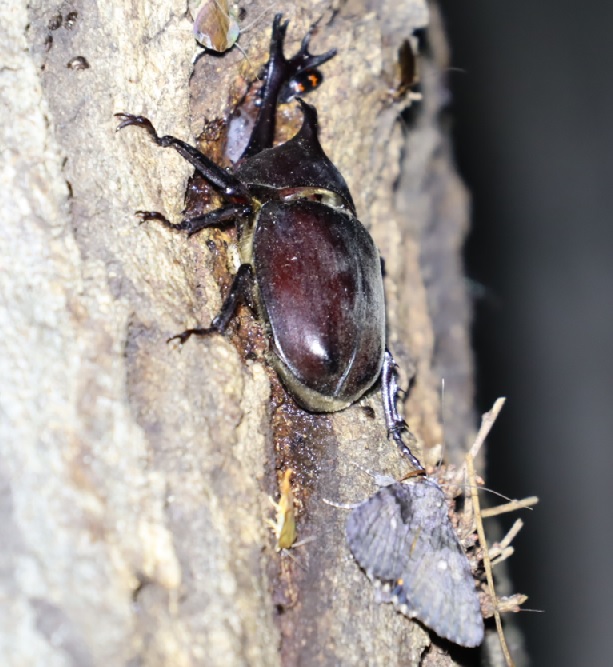 カブトムシ♂_アングル2_凄いコナラ_2023年6月8日19時40分 気温21.4度 雨